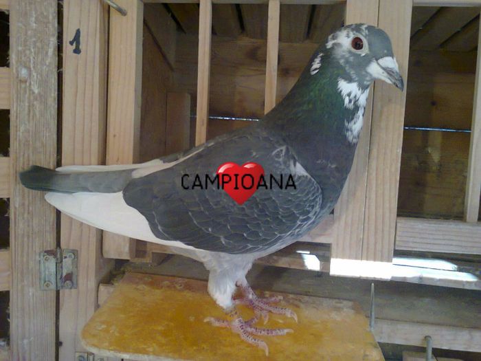 REGINA EUROPEI; FARA COMENTARII,REZULTATELE VORBESC DE LA SINE
-LOC 1 CLUB FCI 2012,LOC 1 PALMARES MARE FOND 2 ANI PE CLUB,LOC 2 CLUB PALM FOND 2 ANI,NEPOATA APASH
