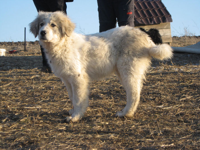 mascul 6 luni
