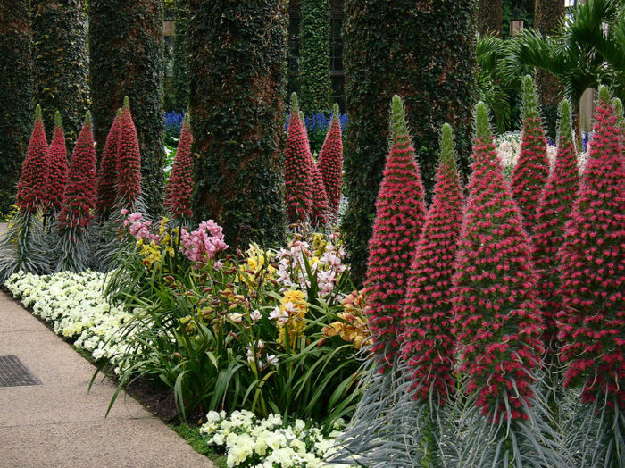 Echium Wildprettii