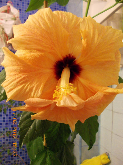 17 martie 2013-flori 064 - martie 2013
