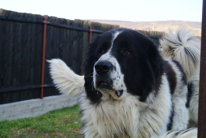 Amir. 2 ani - AMIR - Eros de Plai Bucovinean