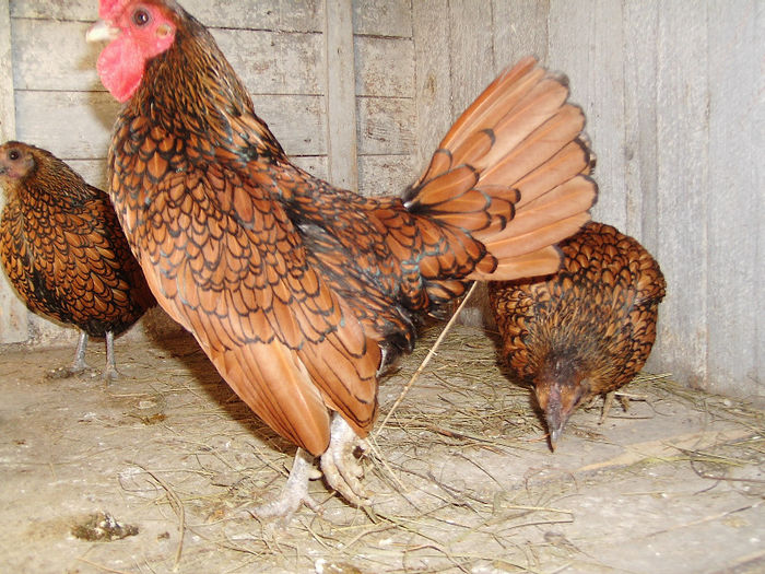 IMG_2470 - Gaini sebright auriu