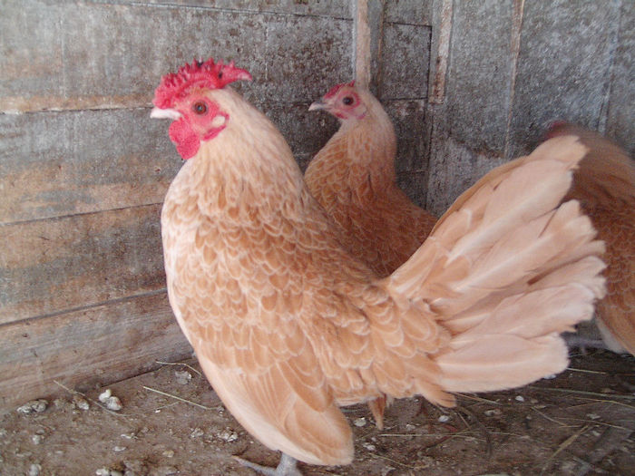 IMG_2480 - Gaini sebright lemon