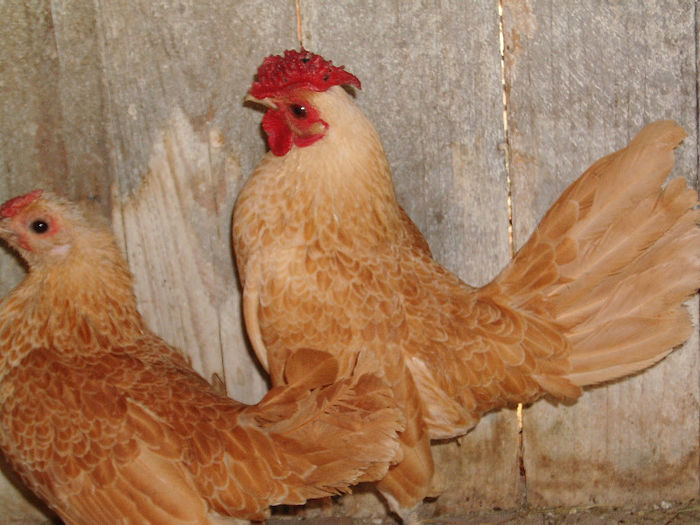 IMG_2492 - Gaini sebright lemon