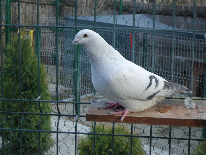 DSC02537 - 2-ALBASTRU AZUR-MATCA-FEMELE 2013