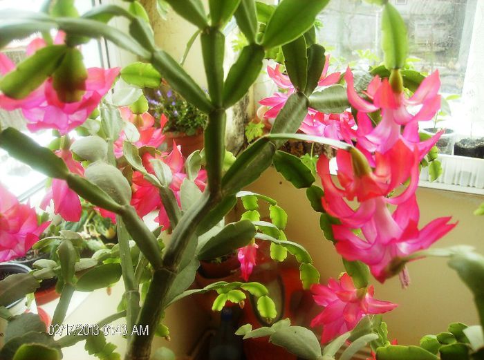 octombrie martie 2013 023 - schlumbergera 2013