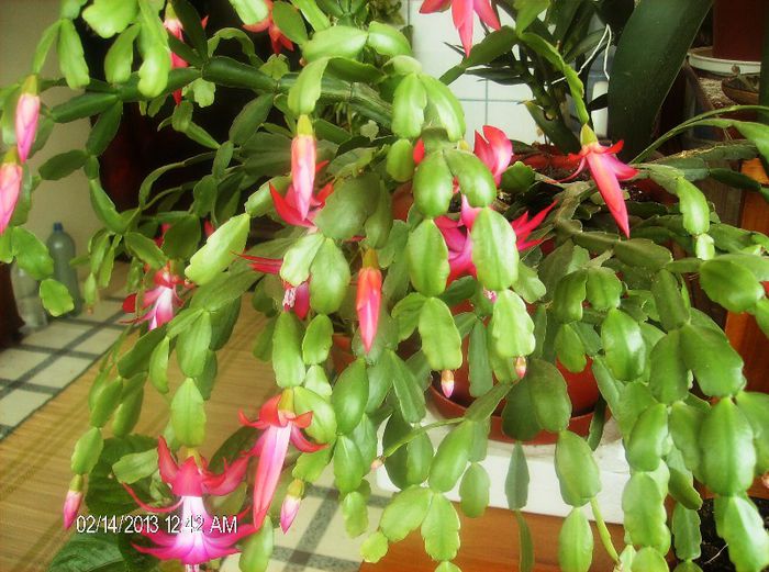 octombrie martie 2013 017 - schlumbergera 2013