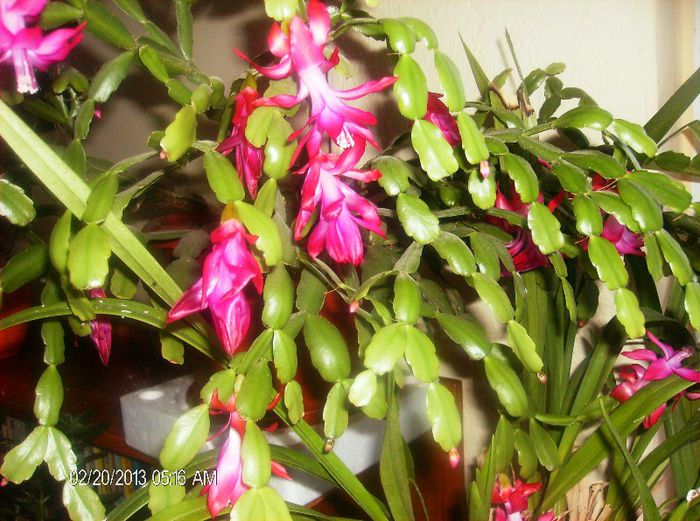 martie 055 - schlumbergera 2013