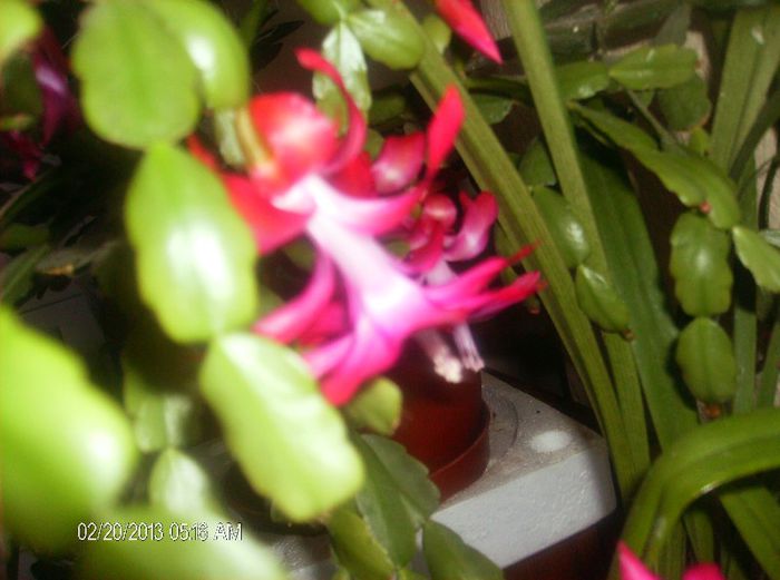 martie057 - schlumbergera 2013