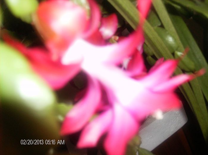 martie  058 - schlumbergera 2013