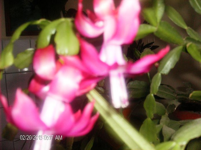 martie 059 - schlumbergera 2013