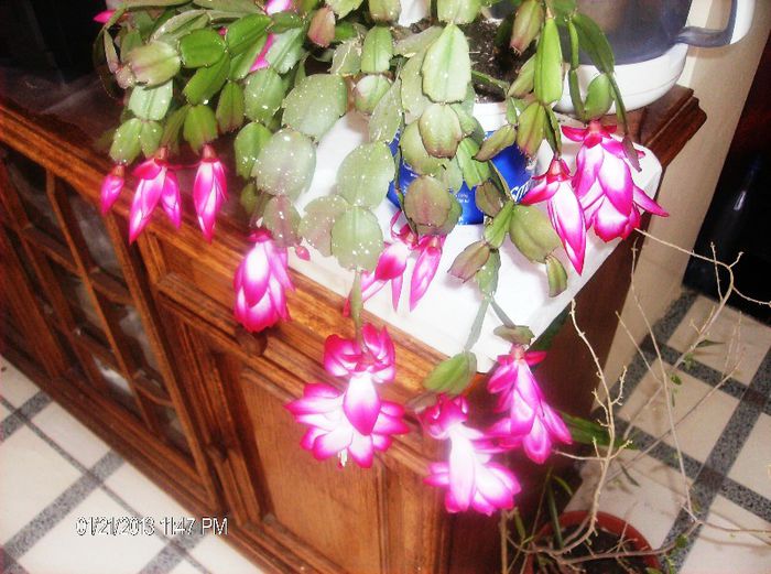 ianuarie  145 - schlumbergera 2013