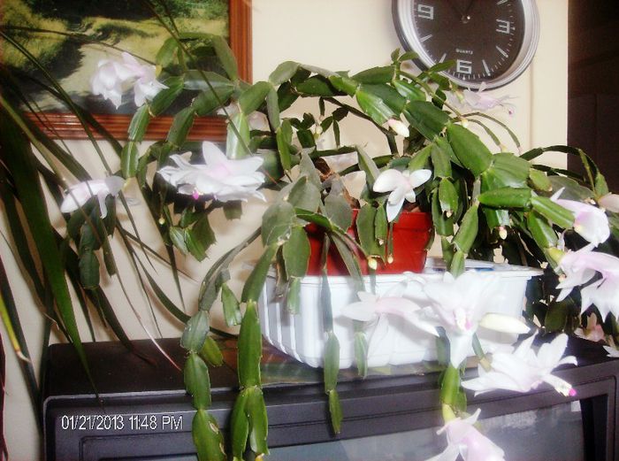 februarie 148 - schlumbergera 2013