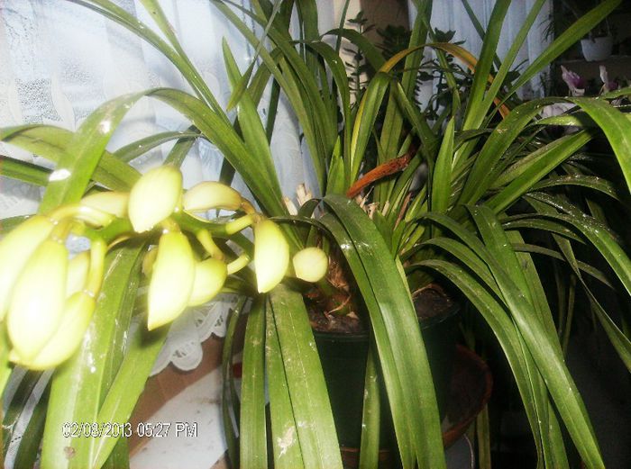 februarie 177- cymbidium - au inceput   timid sa infloreasca