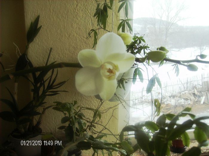 ianuarie 149-phalaenopsis - au inceput   timid sa infloreasca