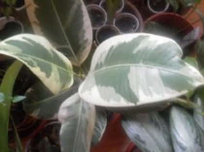 ficus variegat - Imi doresc la schimb cu plantele mele