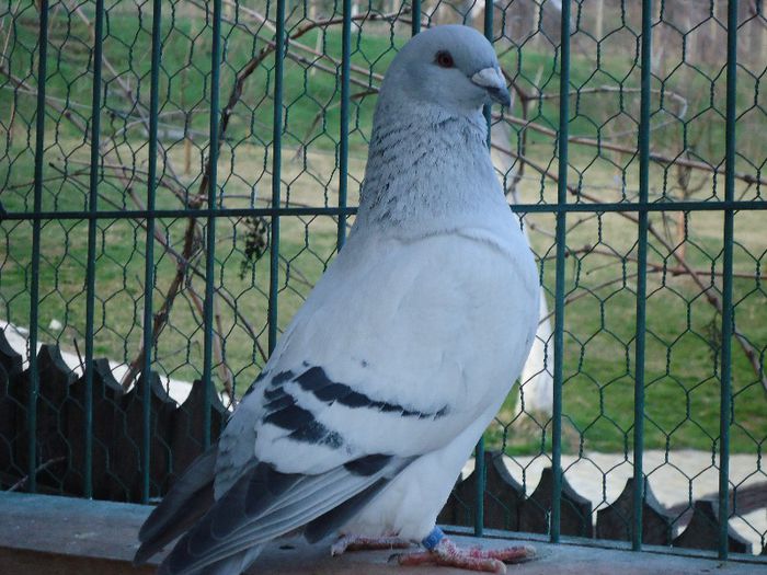 DSC02601 - 3-ALBASTRU AZUR-DIVERSE