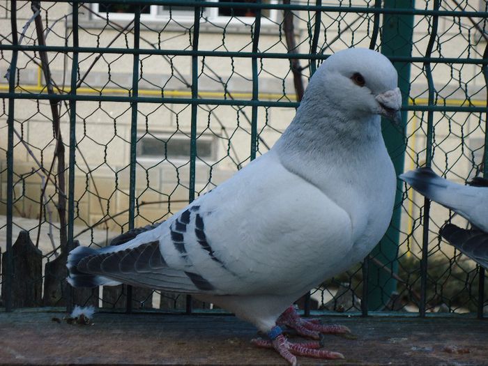 DSC02614 - 3-ALBASTRU AZUR-DIVERSE