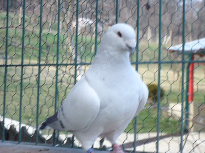 DSC02617 - 3-ALBASTRU AZUR-DIVERSE