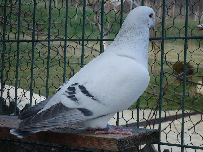 DSC02620 - 3-ALBASTRU AZUR-DIVERSE