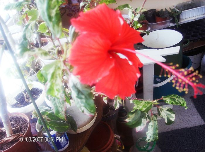 ianuarie 120 - hibiscus 2013 1