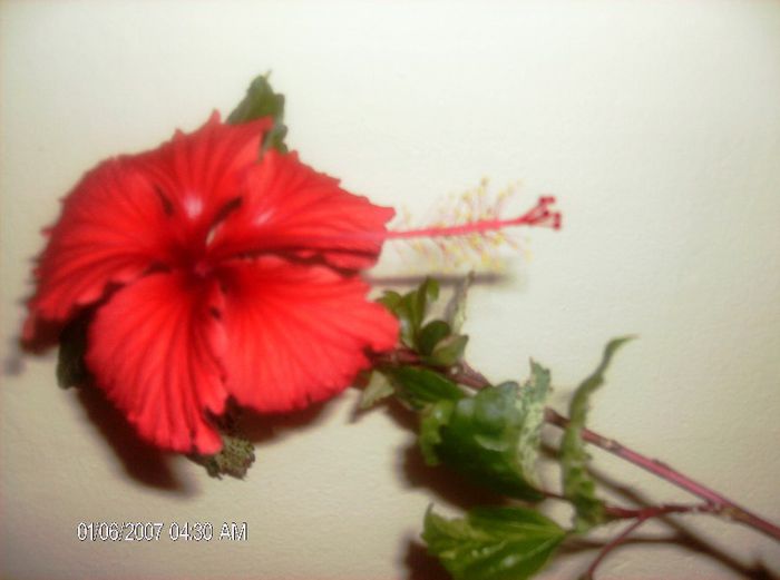 ianuarie  112 - hibiscus 2013 1