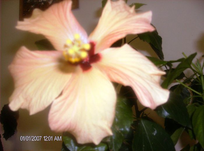 ianuarie  117 - hibiscus 2013 1