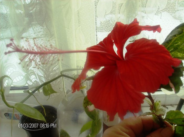 ianuarie  122 - hibiscus 2013 1