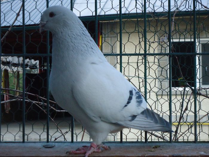 DSC02672 - 3-ALBASTRU AZUR-DIVERSE