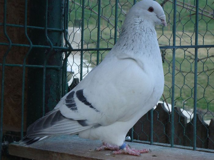 DSC02677 - 3-ALBASTRU AZUR-DIVERSE