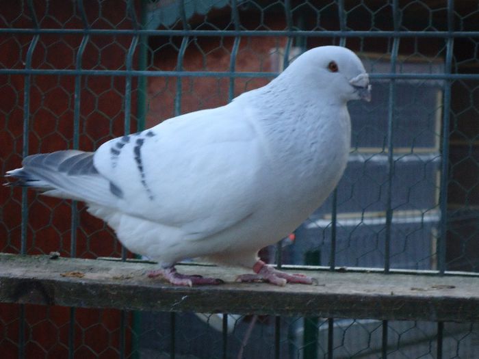 DSC02684