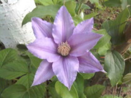 clematita mov