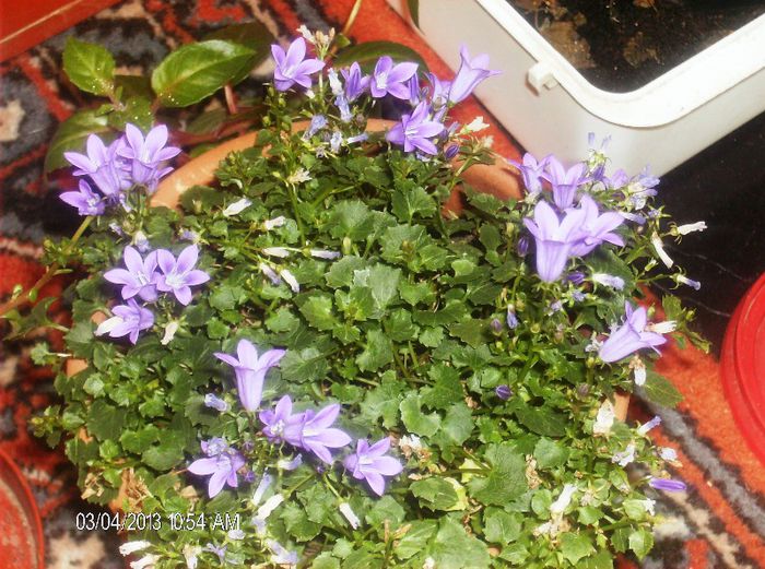 martie 141 - campanula 2013