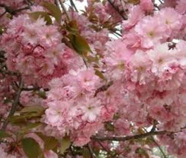 Prunus Serulata- Cires japonez; poza net
