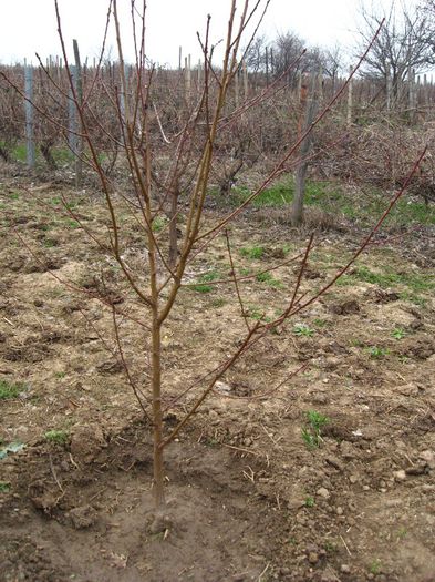 piersic achizitie 2013