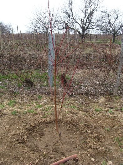 piersic achizitie 2013