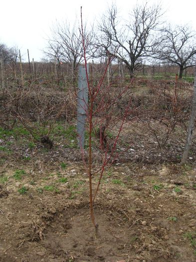 piersic achizitie 2013