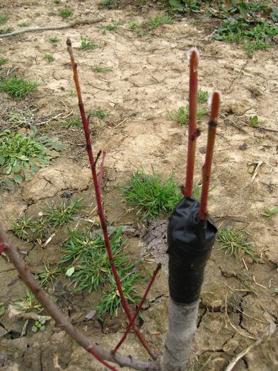 noi incercari,altoire