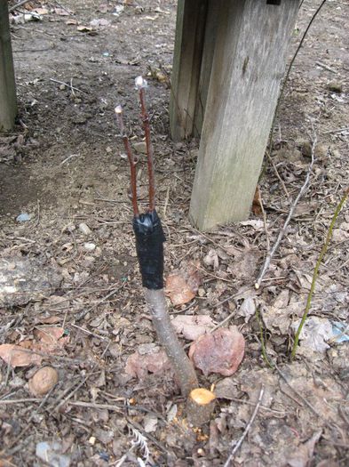 noi incercari,altoire