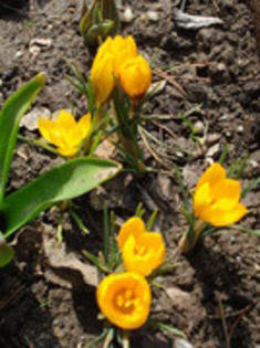 crocusi