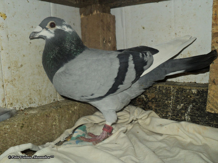 MezeiAlexandru.sunphoto.ro - 2- Achizitii 2012 - 2013