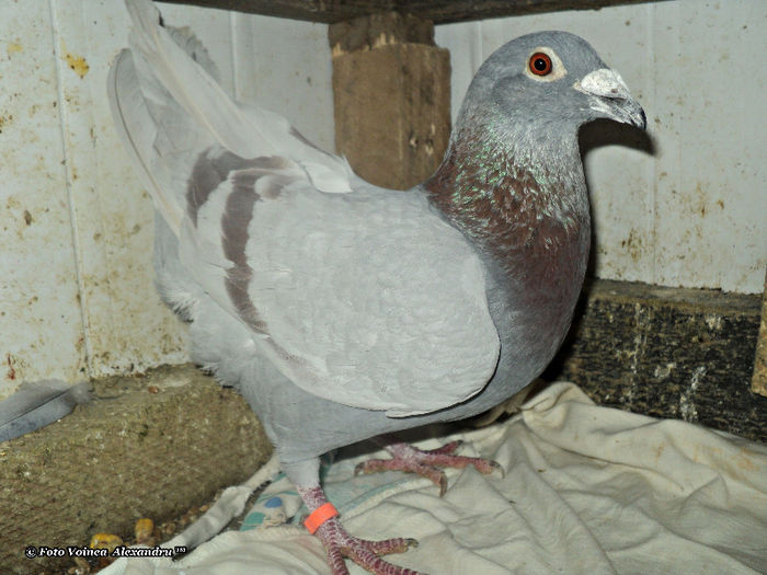 MezeiAlexandru.sunphoto.ro - 2- Achizitii 2012 - 2013