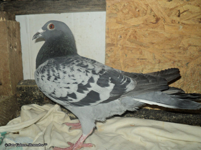 MezeiAlexandru.sunphoto.ro - 2- Achizitii 2012 - 2013