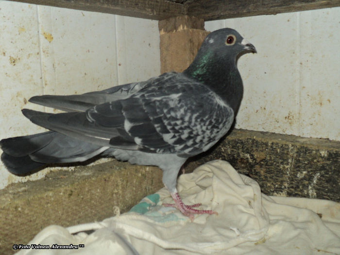 MezeiAlexandru.sunphoto.ro - 2- Achizitii 2012 - 2013