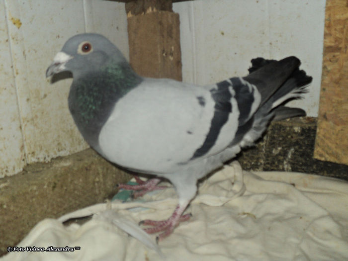 MezeiAlexandru.sunphoto.ro - 2- Achizitii 2012 - 2013