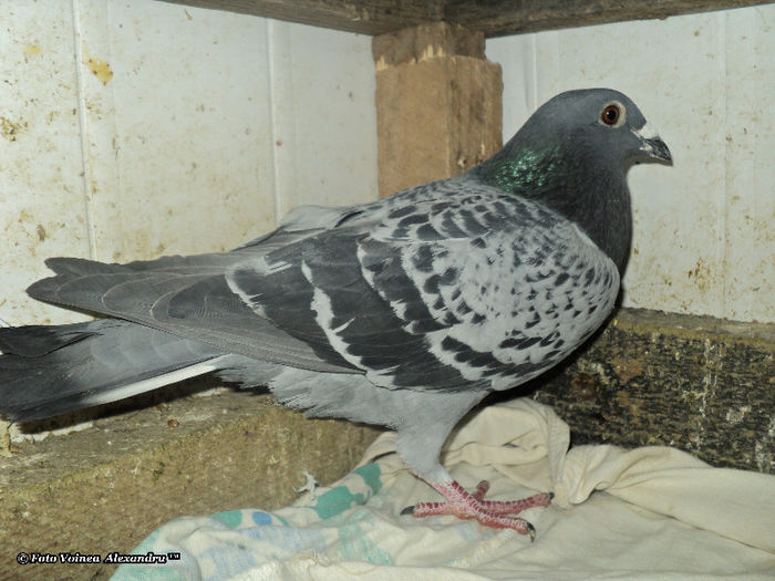 MezeiAlexandru.sunphoto.ro - 2- Achizitii 2012 - 2013