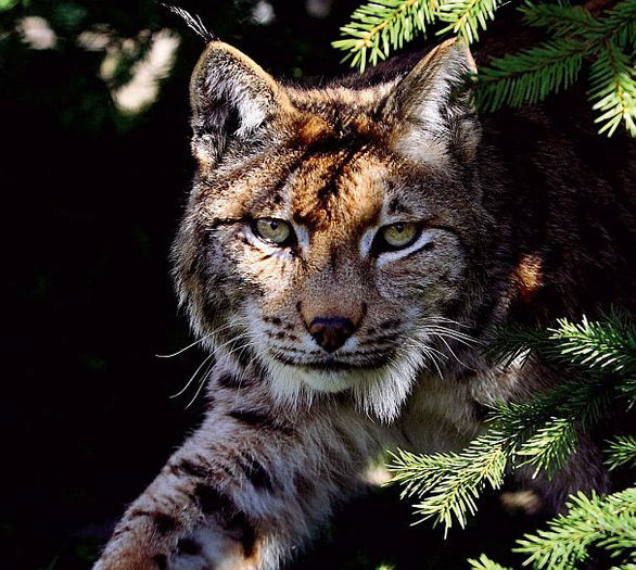 rasul - DUSMANII NATURALI AI CAINILOR CIOBANESTI