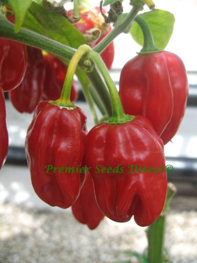 HABANERO RED