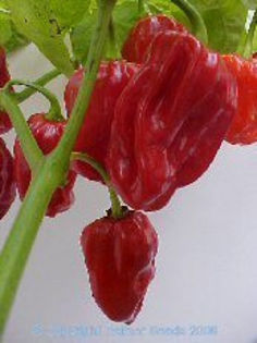 HABANERO TOBAGO