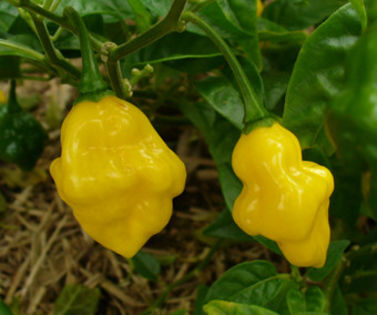 HABANERO YELLOW